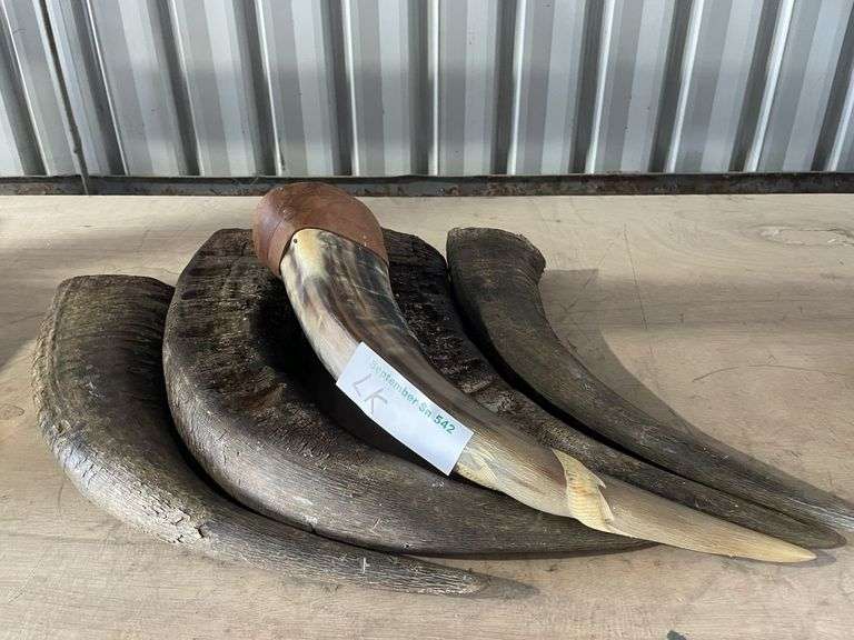 5x Buffalo/Bull Horn - TVAA Pty Ltd T/A Tomkins Valuers & Auctioneers