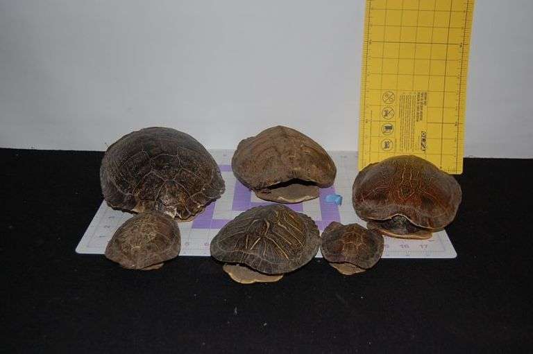 Art Material- Empty Turtle Shells