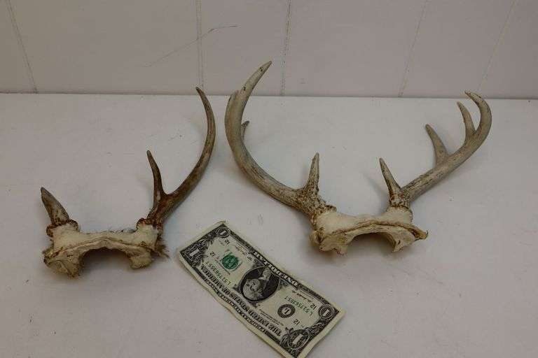 Lot of Antler Racks! (3B)