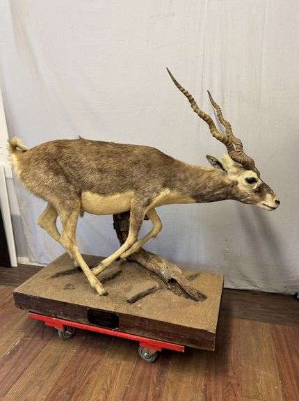 $$$$ STUNNING India Blackbuck Antelope Full Body Taxidermy Mount!! $$$$ Absolutely gorgeous! Excellent condition!!