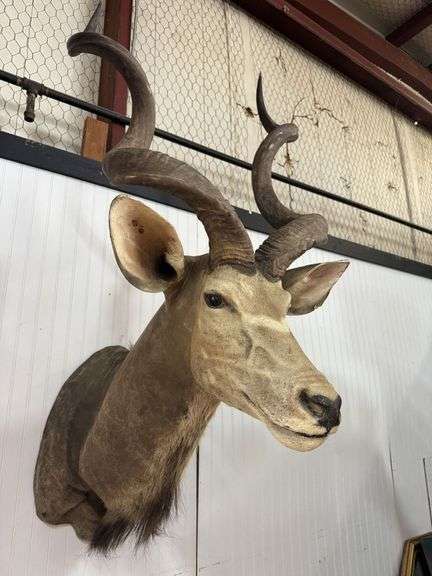 $$$$ Amazing & MASSIVE African Greater Kudu Shoulder Taxidermy Mount!! $$$$ MUST SEE!! Great condition w/very minor wear!