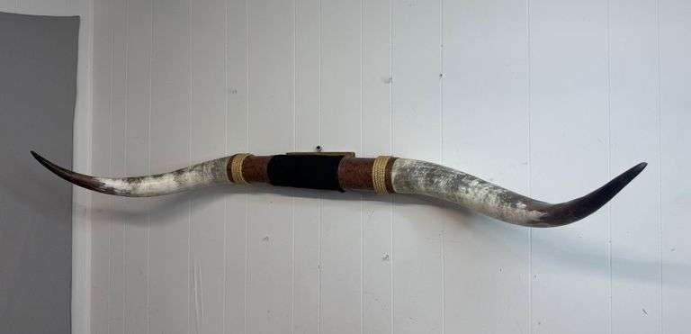 $$ Beautiful Mounted Polished Longhorn Steer Mount w/Leather Wrap!! Excellent condition!! Almost 6 FEET LONG! (4A)
