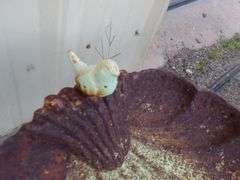 NEAT Small Vintage Cast Iron Bird Bath! (RD)