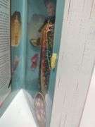 Chinese Empress Barbie, The Great Eras Collection