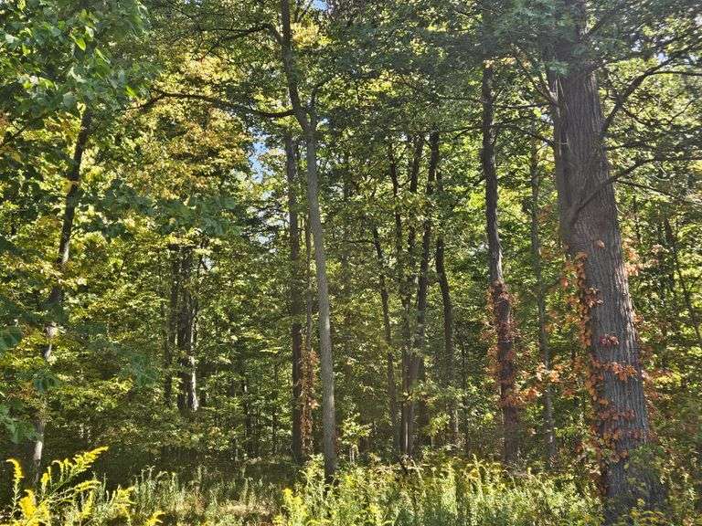 LOT 3: WOODED 5.0+/- ACRES ON CO. RD. 18, BRYAN, OH 43506