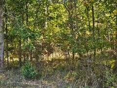 LOT 2: WOODED 5.0+/- ACRES ON CO. RD. 18, BRYAN, OH 43506