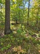 LOT 3: WOODED 5.0+/- ACRES ON CO. RD. 18, BRYAN, OH 43506