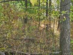 LOT 3: WOODED 5.0+/- ACRES ON CO. RD. 18, BRYAN, OH 43506