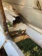 Willmar 600 Fertilizer Spreader - 50’ Spread