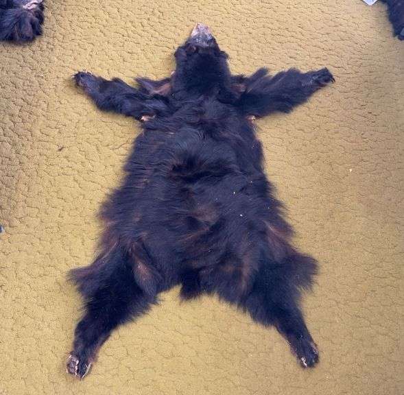 Taxidermy Black Bear Pelt Rug