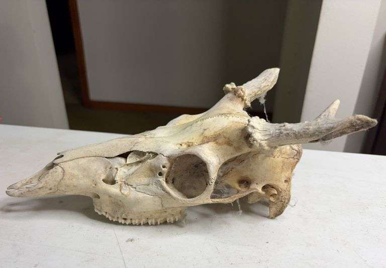 Raw Whitetail Deer Skull European Mount Style