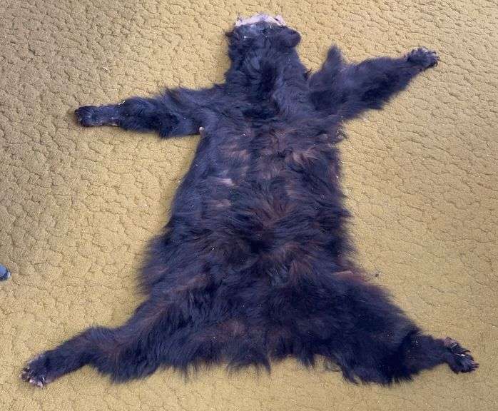 Taxidermy Black Bear Pelt Rug