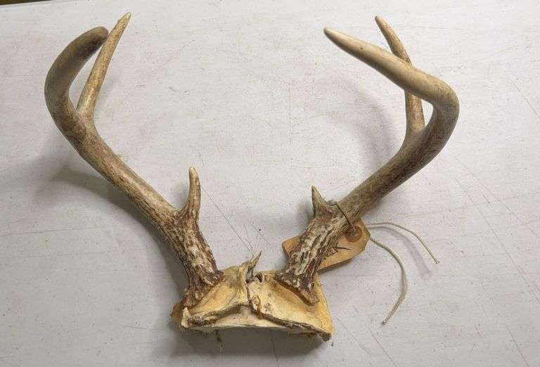 6 Point Whitetail Deer Antlers 12in Wide