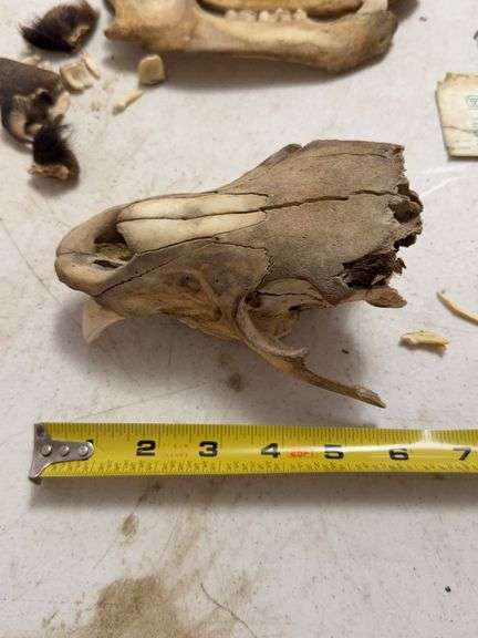 Taxidermy Bear Skull with 1993 Bear Hunter Patch