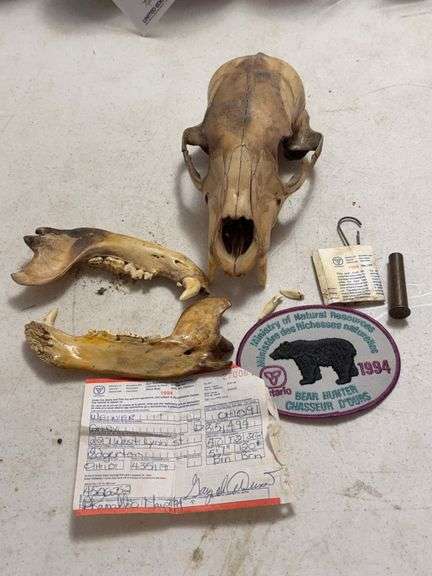 Taxidermy Bear Skull with 1994 Bear Hunter Patch
