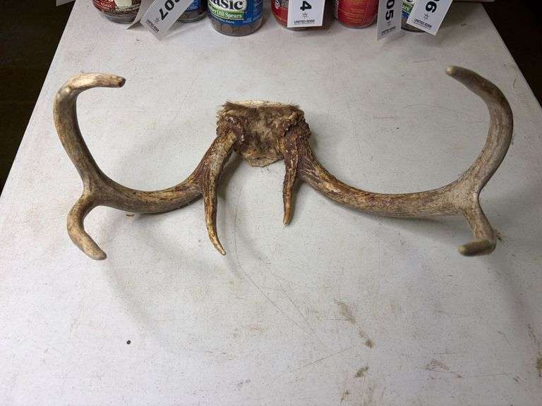 7 Point Whitetail Deer Antlers 17in Wide