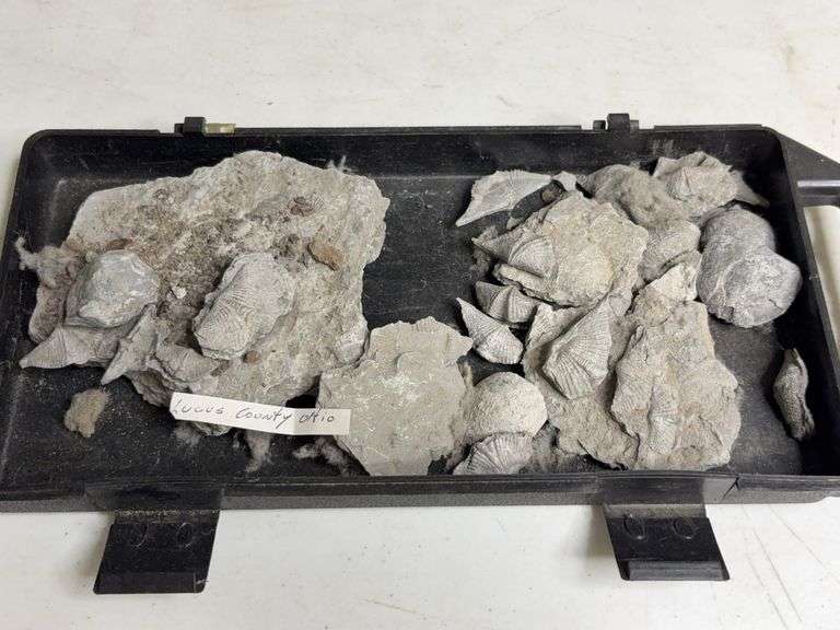 Tray Lot Of Fossil Brachiopod Shells