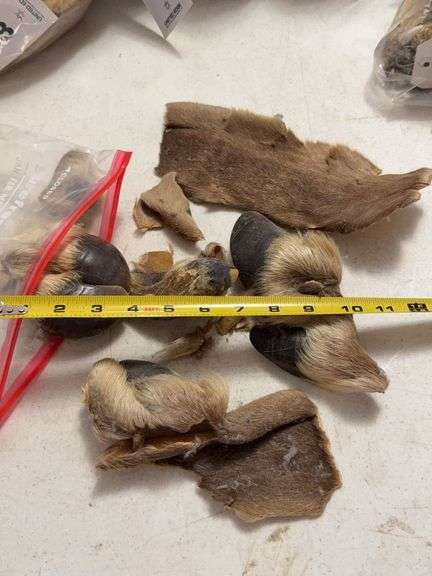 Assortment of Wildlife Hides and Hooves