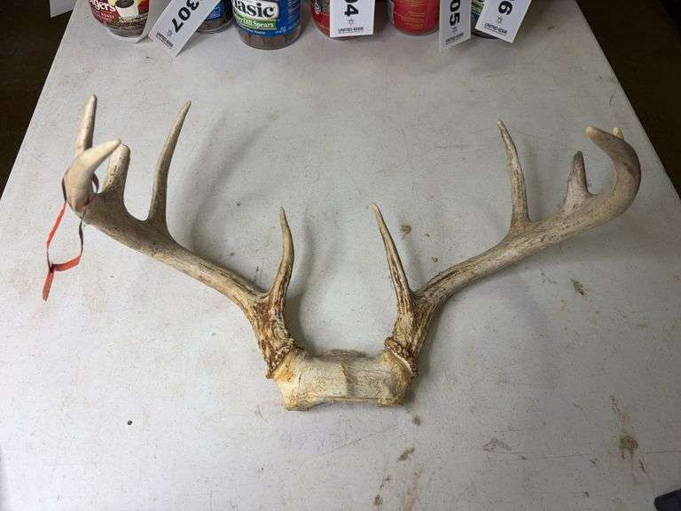 10 Point Whitetail Deer Antlers 17in Wide