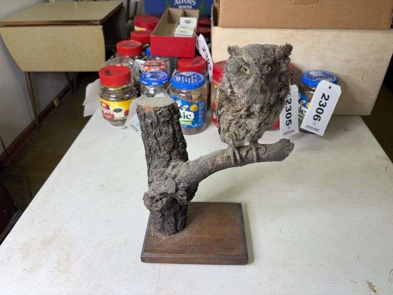 Screech Owl Taxidermy Mount on Branch