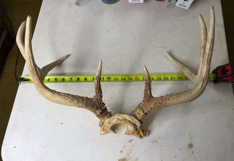 Deer Antlers. 8 Point, 22in Wide. 5, 6, and 7 Point Sets.