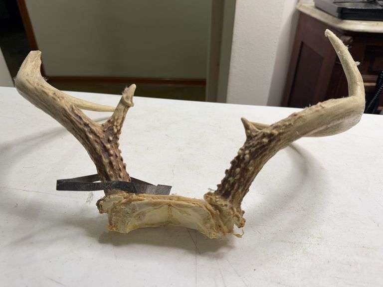 6 Point White Tail Deer Antlers 13in Wide