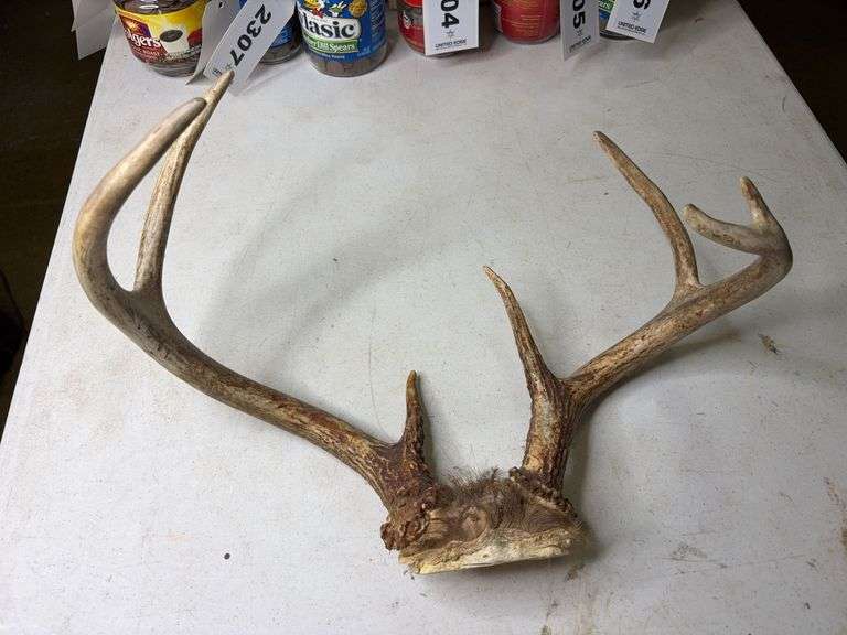 7 Point Whitetail Deer Antlers 17in Wide