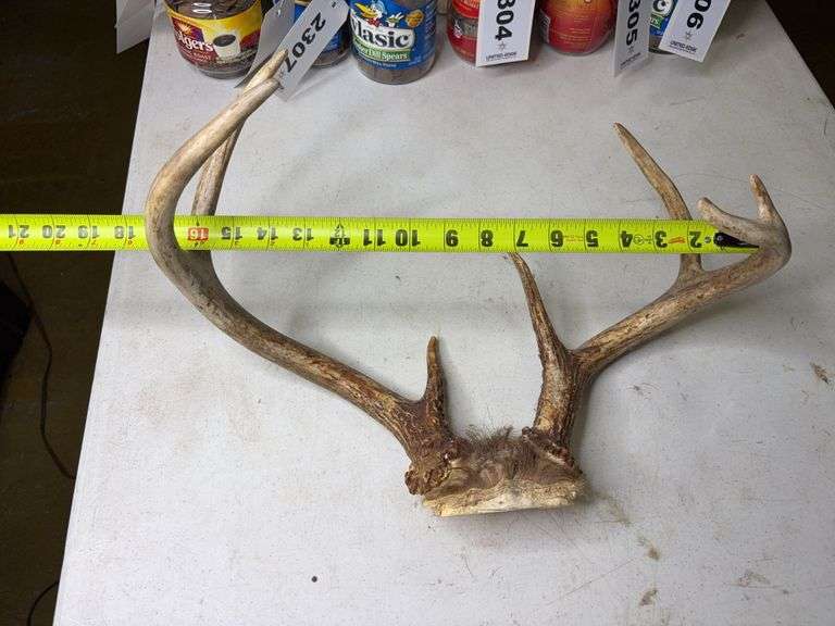 7 Point Whitetail Deer Antlers 17in Wide