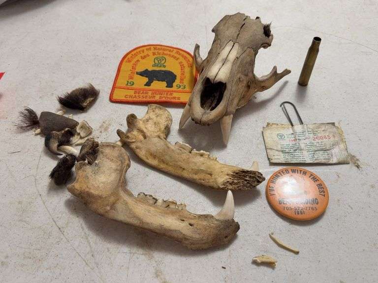 Taxidermy Bear Skull with 1993 Bear Hunter Patch