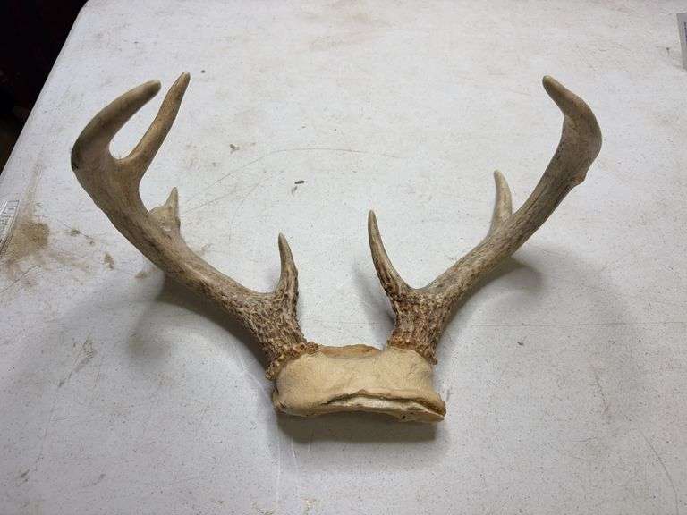 6 Point Whitetail Deer Antlers 13in Wide