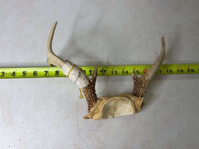 Deer Antlers. 8 Point, 22in Wide. 5, 6, and 7 Point Sets.