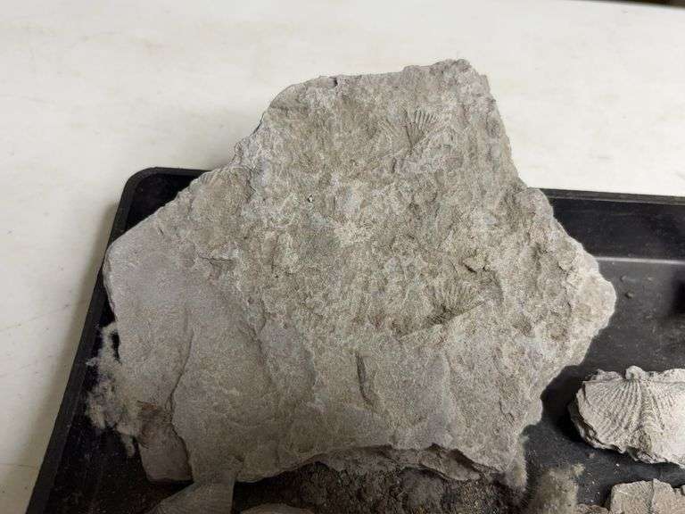 Tray Lot Of Fossil Brachiopod Shells