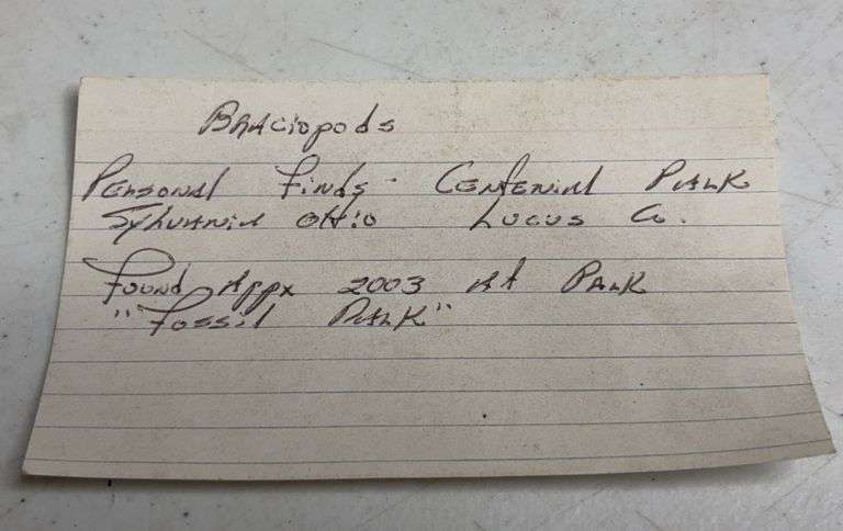 Tray Lot Of Fossil Brachiopod Shells