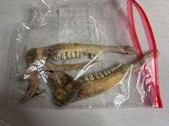 Raw Whitetail Deer Skull European Mount Style