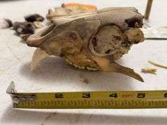 Taxidermy Bear Skull with 1993 Bear Hunter Patch