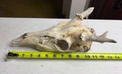 Raw Whitetail Deer Skull European Mount Style