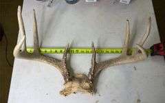Deer Antlers. 8 Point, 22in Wide. 5, 6, and 7 Point Sets.