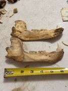 Taxidermy Bear Skull with 1993 Bear Hunter Patch