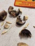 Taxidermy Bear Skull with 1993 Bear Hunter Patch