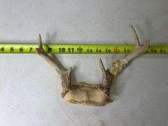 Deer Antlers. 8 Point, 22in Wide. 5, 6, and 7 Point Sets.