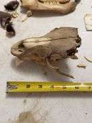 Taxidermy Bear Skull with 1993 Bear Hunter Patch