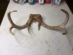 7 Point Whitetail Deer Antlers 17in Wide