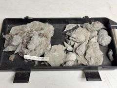 Tray Lot Of Fossil Brachiopod Shells