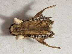 Taxidermy Bear Skull with 1993 Bear Hunter Patch