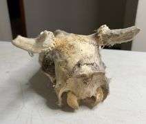 Raw Whitetail Deer Skull European Mount Style