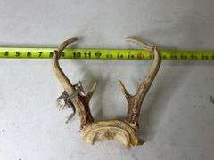 Deer Antlers. 8 Point, 22in Wide. 5, 6, and 7 Point Sets.