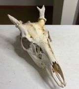 Raw Whitetail Deer Skull European Mount Style
