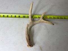 Deer Antlers. 8 Point, 22in Wide. 5, 6, and 7 Point Sets.