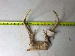 Deer Antlers. 8 Point, 22in Wide. 5, 6, and 7 Point Sets.
