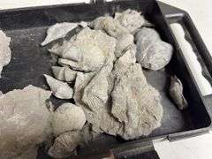 Tray Lot Of Fossil Brachiopod Shells